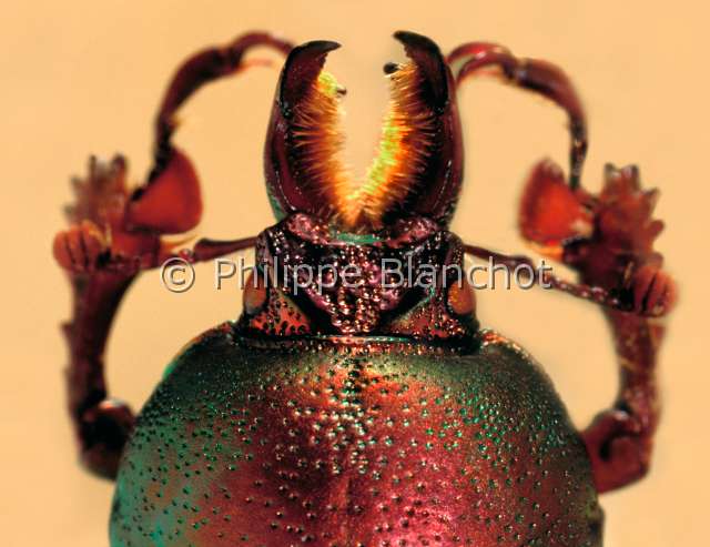 Lamprima aurata 2.JPG - Lamprima aurata (Portrait male)Lucane maleStag beetleColeopteraLucanidaeAustralie